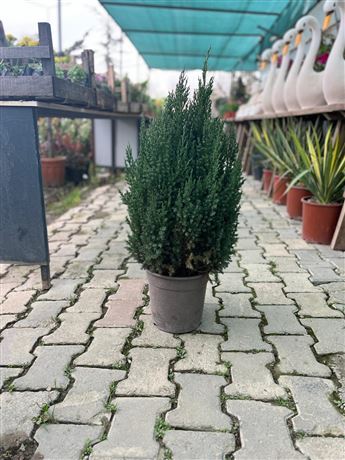 Fidanlık Botanik İzmir