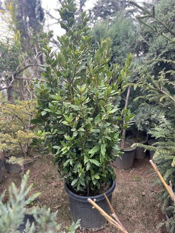 Fidanlık Botanik İzmir