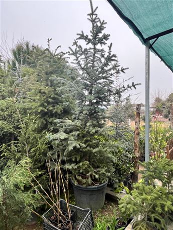 Fidanlık Botanik İzmir