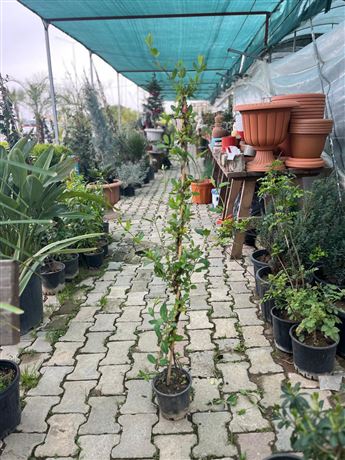 Fidanlık Botanik İzmir