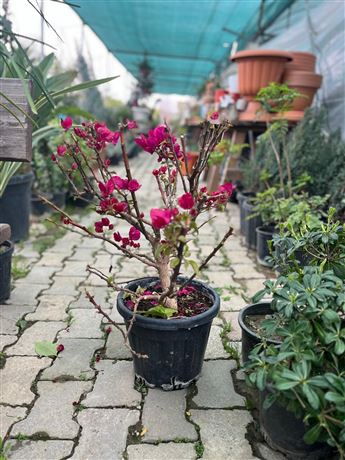 Fidanlık Botanik İzmir