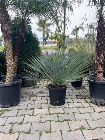 Fidanlık Botanik İzmir