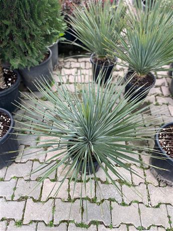 Fidanlık Botanik İzmir