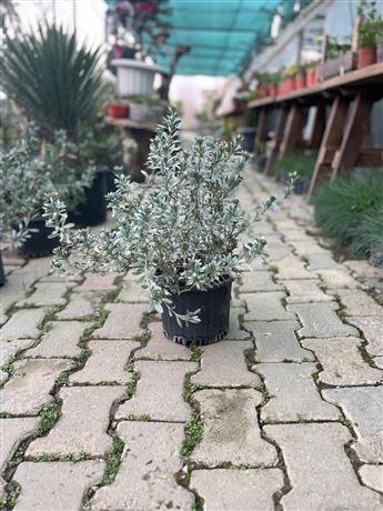 Fidanlık Botanik İzmir