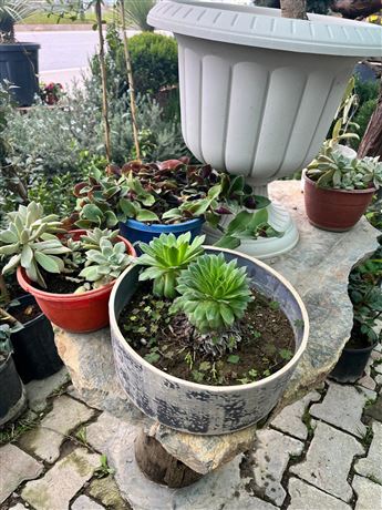 Fidanlık Botanik İzmir