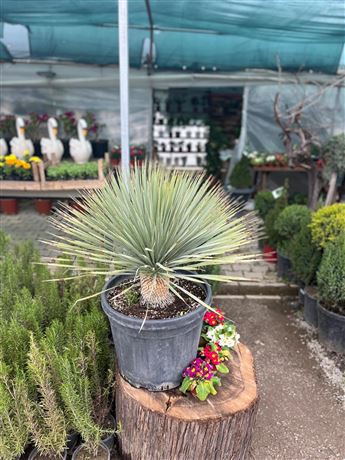 Fidanlık Botanik İzmir